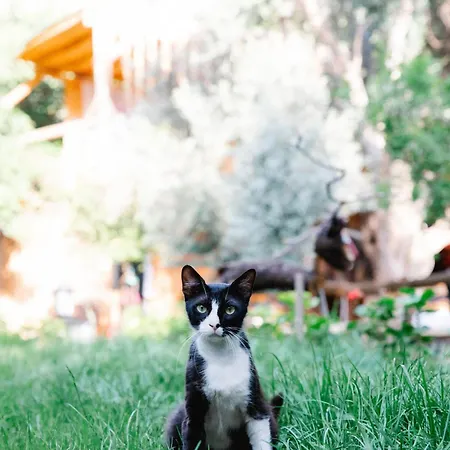 リゾート Kaplumbaga *