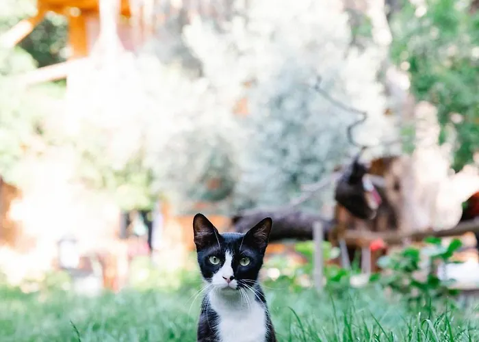 Üdülőközpont Kaplumbaga *