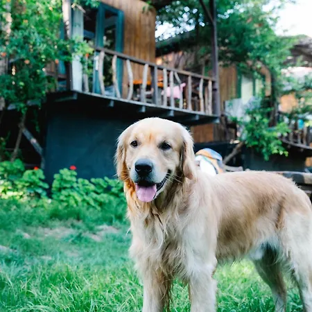 Complex Kaplumbaga *